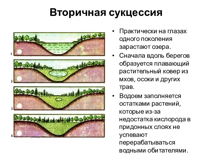 Вторичная сукцессия Практически на глазах одного поколения зарастают озера. Сначала