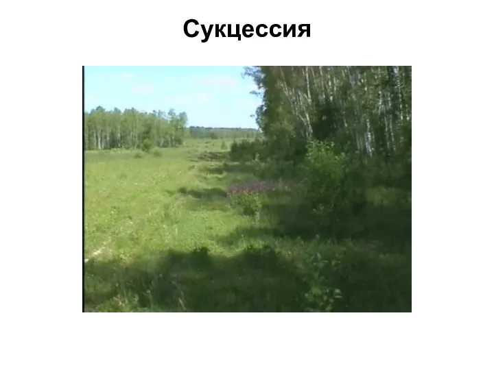 Сукцессия