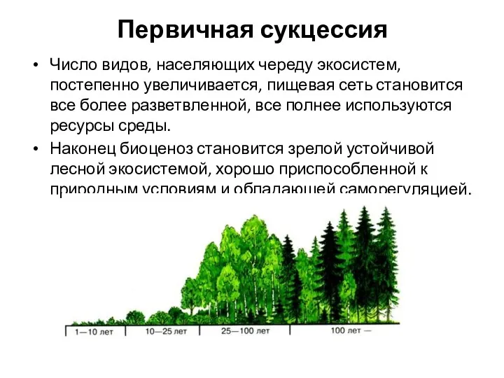 Первичная сукцессия Число видов, населяющих череду экосистем, постепенно увеличивается, пищевая