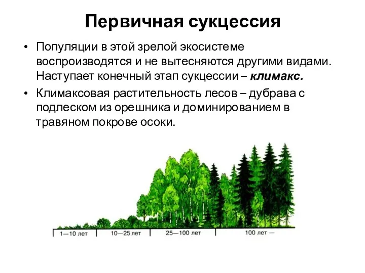 Первичная сукцессия Популяции в этой зрелой экосистеме воспроизводятся и не