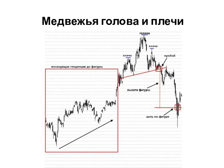 Медвежья голова и плечи