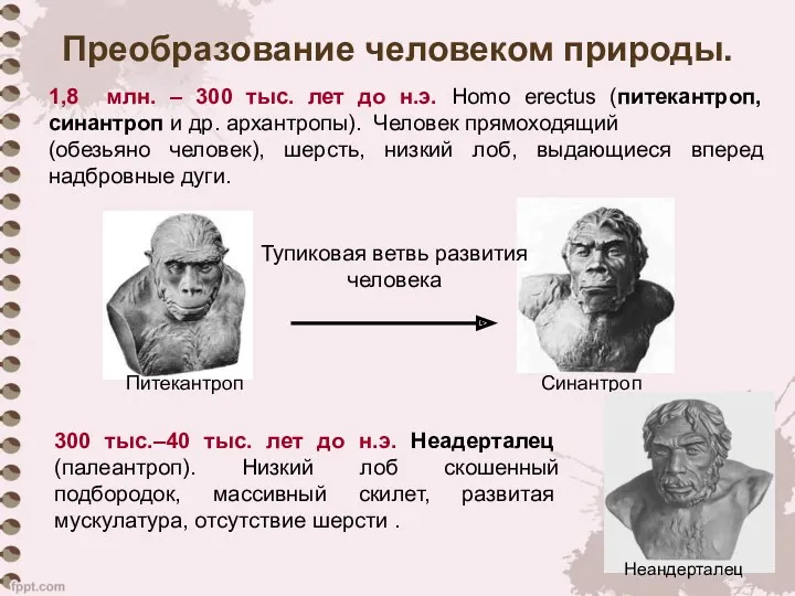 Преобразование человеком природы. 1,8 млн. – 300 тыс. лет до н.э. Homo erectus