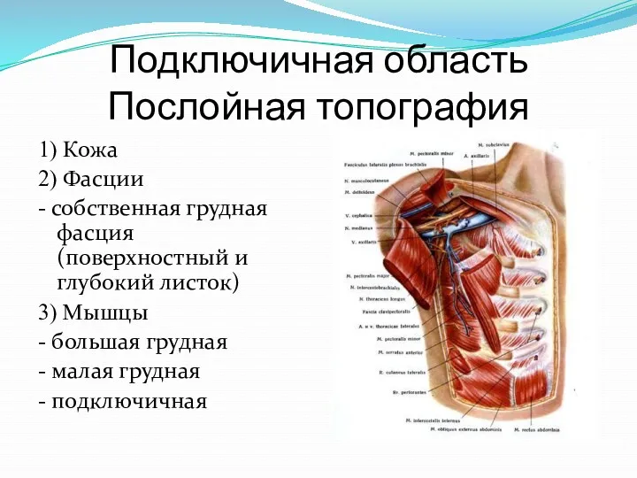 Подключичная область Послойная топография 1) Кожа 2) Фасции - собственная