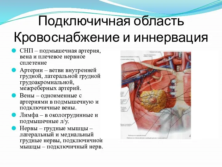 Подключичная область Кровоснабжение и иннервация СНП – подмышечная артерия, вена