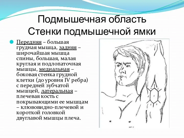 Подмышечная область Стенки подмышечной ямки Передняя – большая грудная мышца,