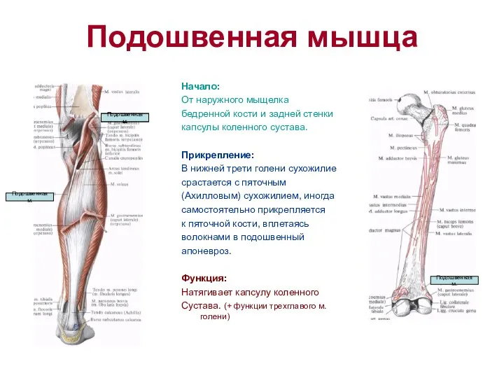 Подошвенная мышца Начало: От наружного мыщелка бедренной кости и задней