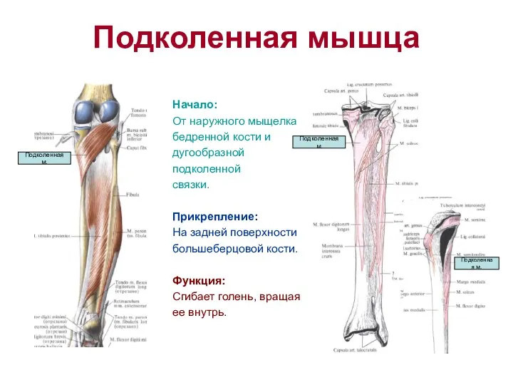 Подколенная мышца Начало: От наружного мыщелка бедренной кости и дугообразной