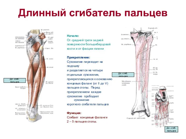 Длинный сгибатель пальцев Начало: От средней трети задней поверхности большеберцовой