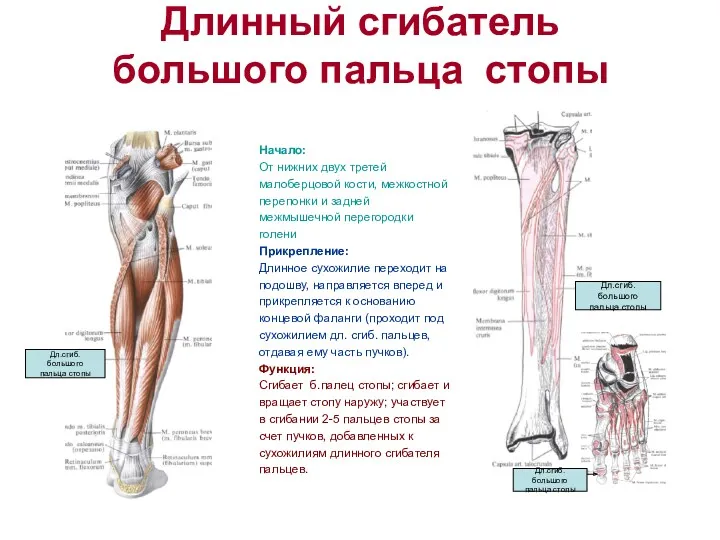 Длинный сгибатель большого пальца стопы Начало: От нижних двух третей