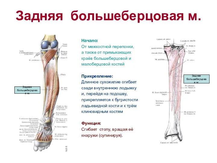 Задняя большеберцовая м. Начало: От межкостной перепонки, а также от