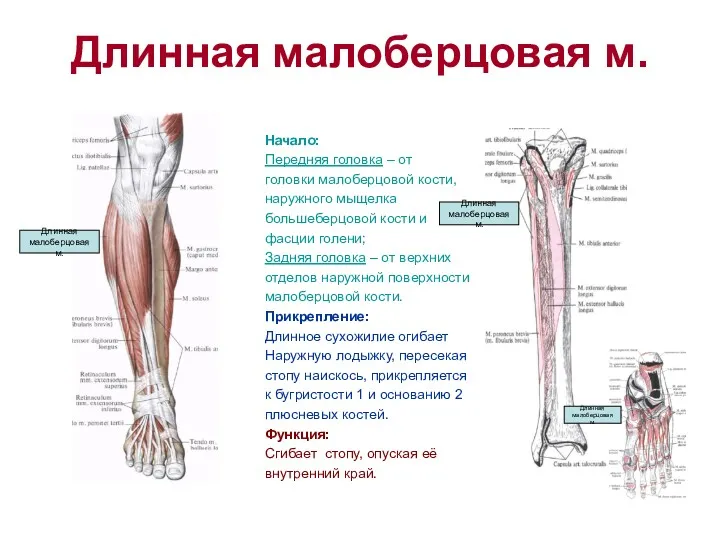 Длинная малоберцовая м. Начало: Передняя головка – от головки малоберцовой