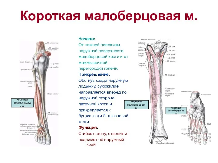 Короткая малоберцовая м. Начало: От нижней половины наружной поверхности малоберцовой