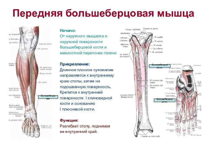 Передняя большеберцовая мышца Начало: От наружного мыщелка и наружной поверхности