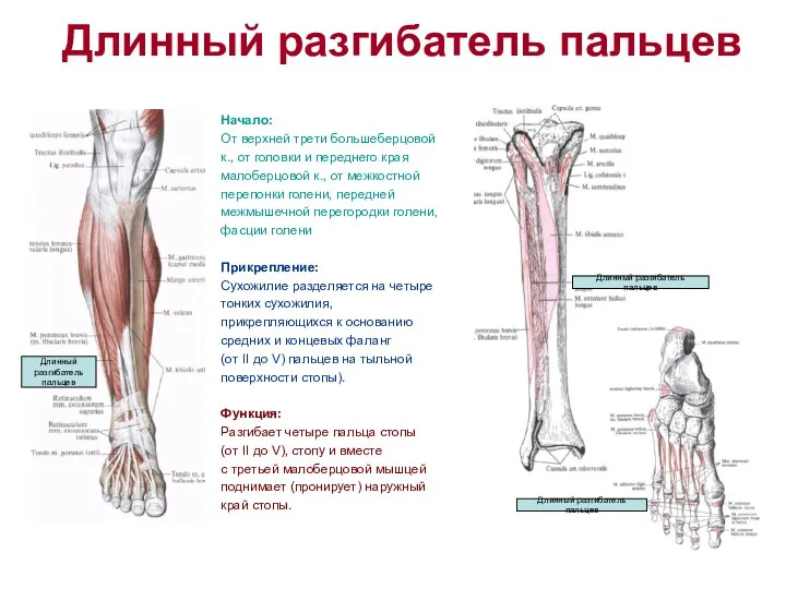 Длинный разгибатель пальцев Начало: От верхней трети большеберцовой к., от