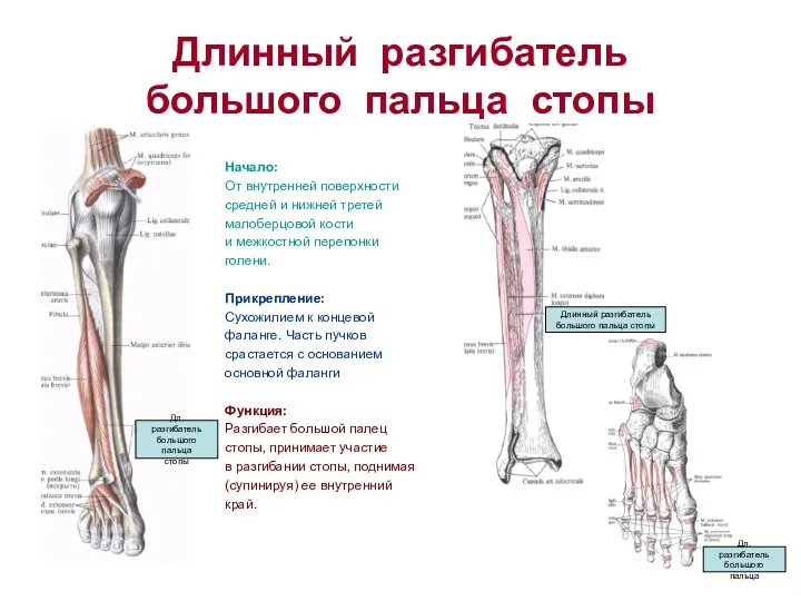 Длинный разгибатель большого пальца стопы Начало: От внутренней поверхности средней