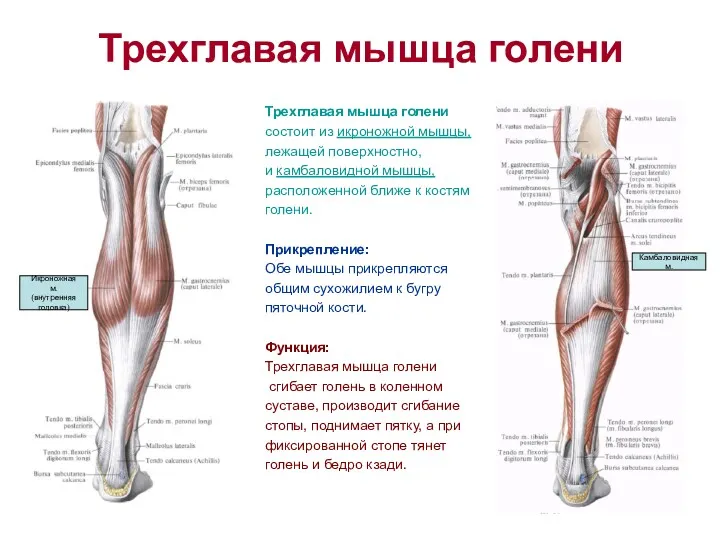 Трехглавая мышца голени Трехглавая мышца голени состоит из икроножной мышцы,