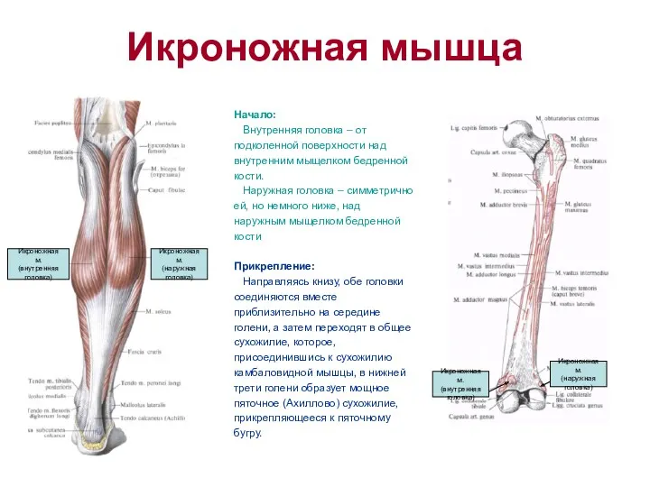 Икроножная мышца Начало: Внутренняя головка – от подколенной поверхности над