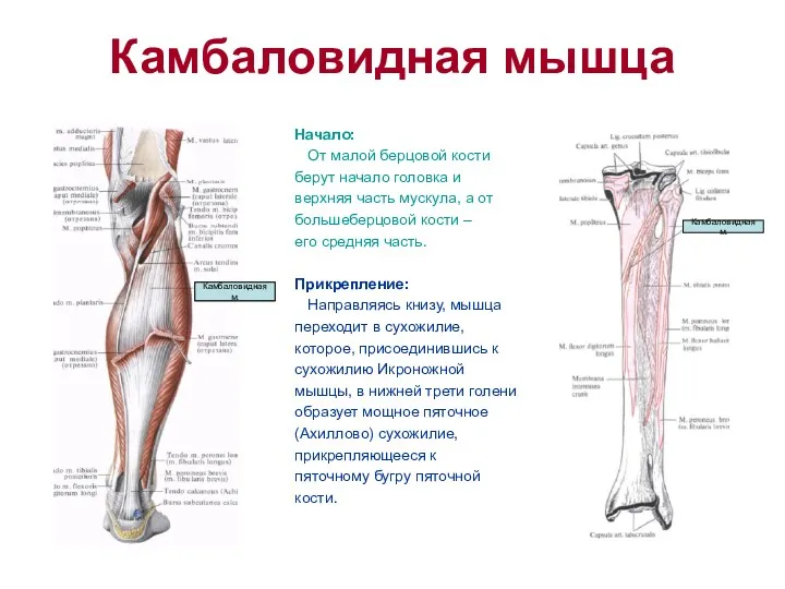 Камбаловидная мышца Начало: От малой берцовой кости берут начало головка