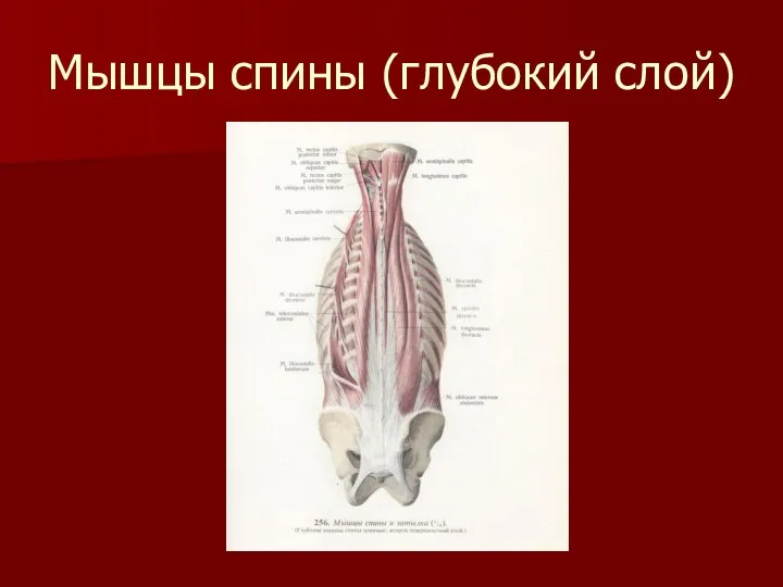 Мышцы спины (глубокий слой)