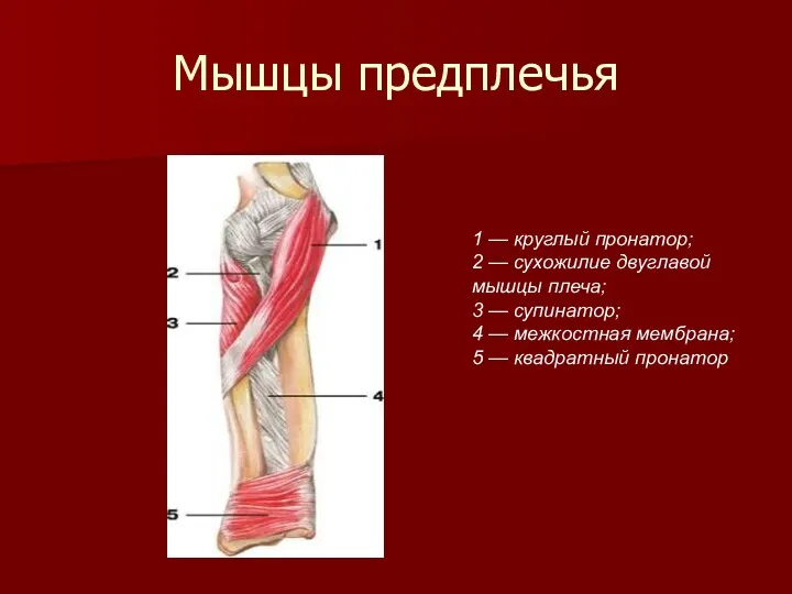 Мышцы предплечья 1 — круглый пронатор; 2 — сухожилие двуглавой