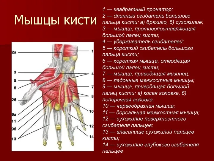 Мышцы кисти 1 — квадратный пронатор; 2 — длинный сгибатель