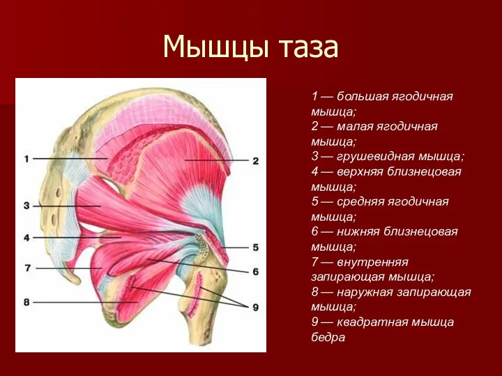 Мышцы таза 1 — большая ягодичная мышца; 2 — малая