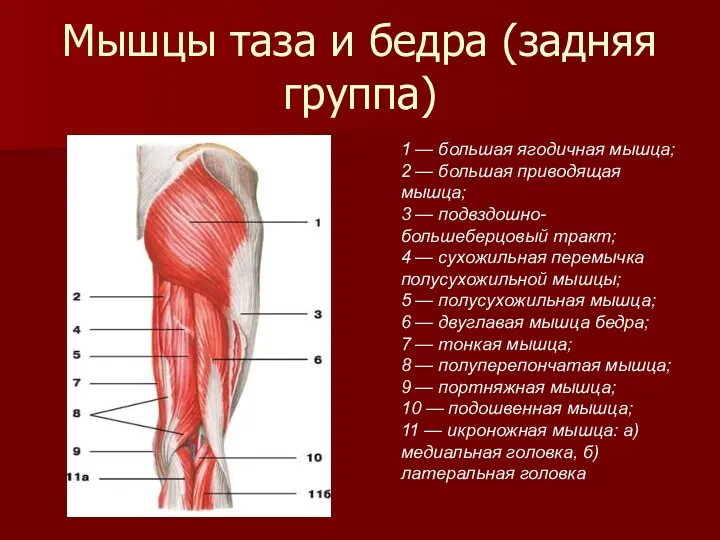 Мышцы таза и бедра (задняя группа) 1 — большая ягодичная