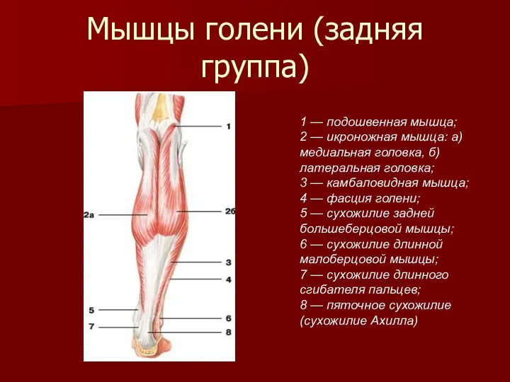 Мышцы голени (задняя группа) 1 — подошвенная мышца; 2 —