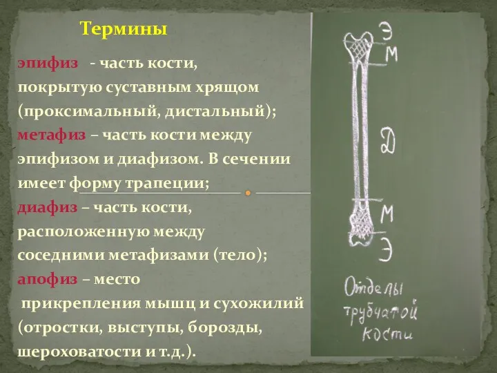 эпифиз - часть кости, покрытую суставным хрящом (проксимальный, дистальный); метафиз