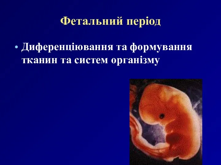Фетальний період Диференціювання та формування тканин та систем організму