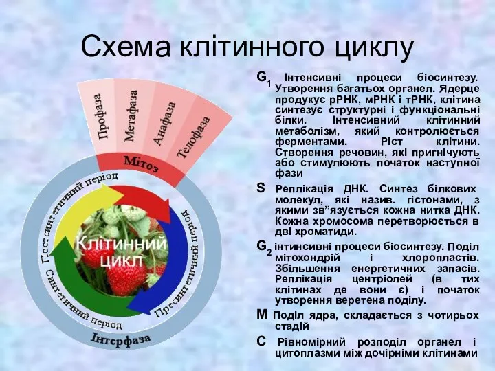 Схема клітинного циклу G1 Інтенсивні процеси біосинтезу. Утворення багатьох органел.