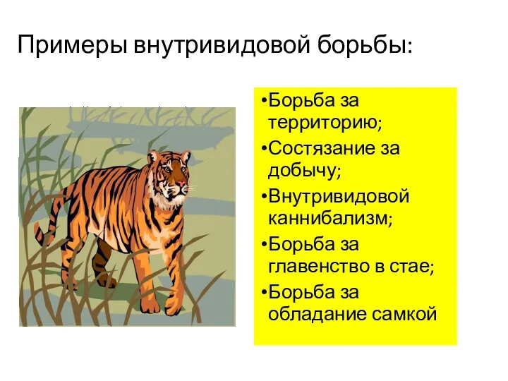 Примеры внутривидовой борьбы: Борьба за территорию; Состязание за добычу; Внутривидовой