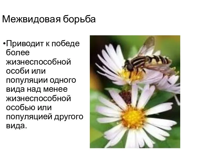 Межвидовая борьба Приводит к победе более жизнеспособной особи или популяции одного вида над