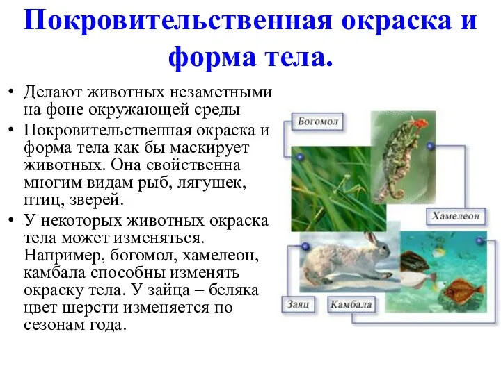 Покровительственная окраска и форма тела. Делают животных незаметными на фоне