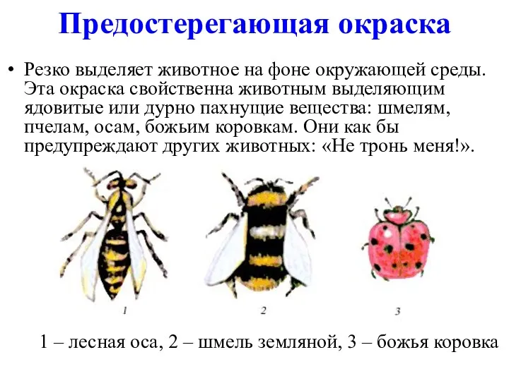 Предостерегающая окраска Резко выделяет животное на фоне окружающей среды. Эта