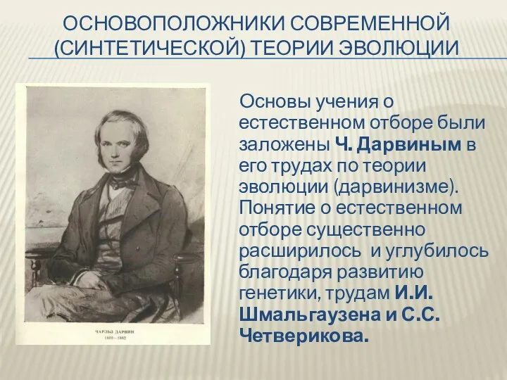 ОСНОВОПОЛОЖНИКИ СОВРЕМЕННОЙ (СИНТЕТИЧЕСКОЙ) ТЕОРИИ ЭВОЛЮЦИИ Основы учения о естественном отборе