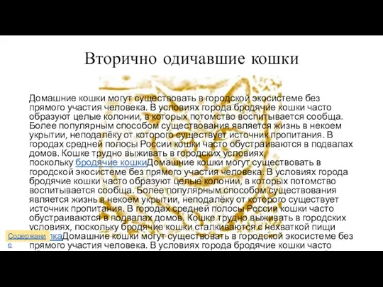 Вторично одичавшие кошки Домашние кошки могут существовать в городской экосистеме