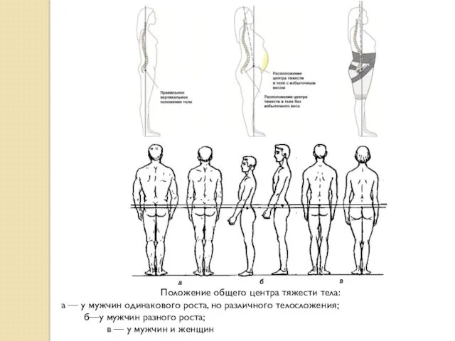 Положение общего центра тяжести тела: а — у мужчин одинакового