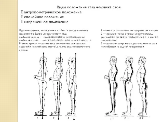 Виды положения тела человека стоя: антропометрическое положение спокойное положение напряженное