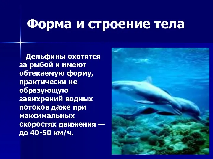 Форма и строение тела Дельфины охотятся за рыбой и имеют