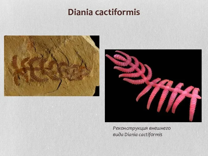 Diania cactiformis Реконструкция внешнего вида Diania cactiformis
