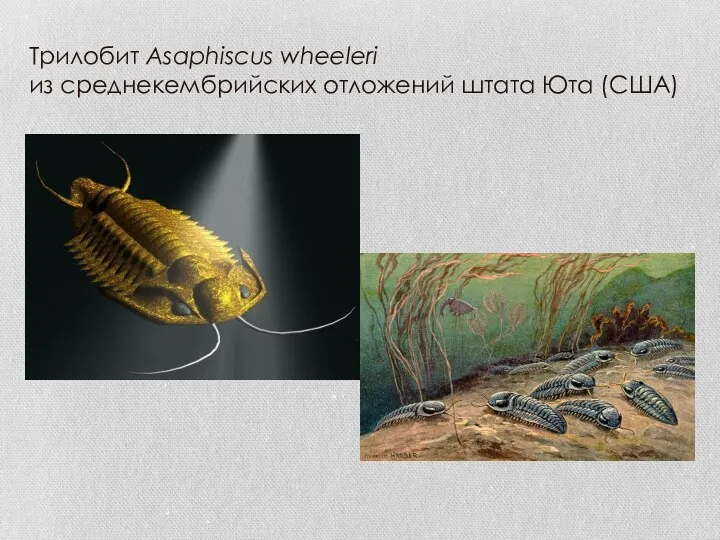 Трилобит Asaphiscus wheeleri из среднекембрийских отложений штата Юта (США)