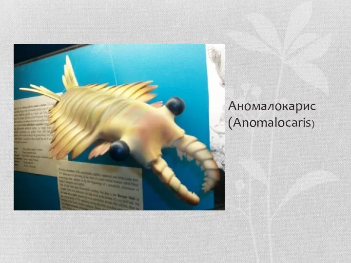 Аномалокарис (Anomalocaris) Аномалокарис (Anomalocaris)