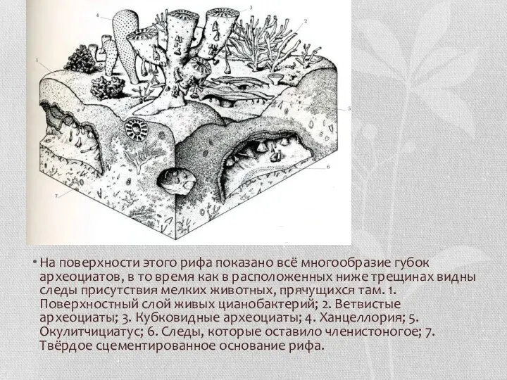 На поверхности этого рифа показано всё многообразие губок археоциатов, в