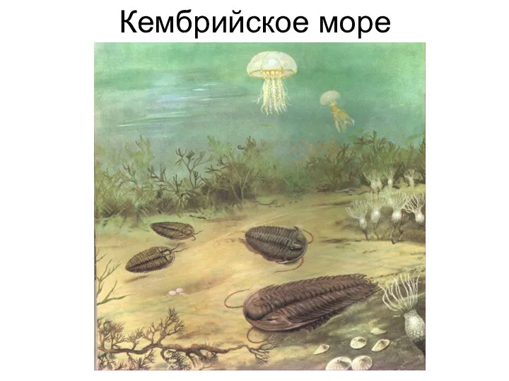 Кембрийское море