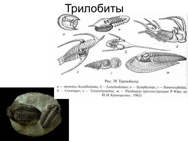 Трилобиты