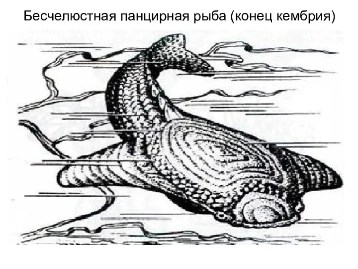 Бесчелюстная панцирная рыба (конец кембрия)