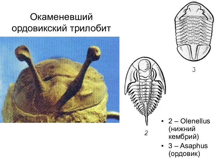 Окаменевший ордовикский трилобит 2 – Olenellus (нижний кембрий) 3 – Asaphus (ордовик)