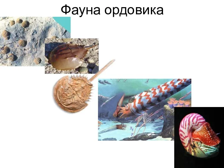 Фауна ордовика