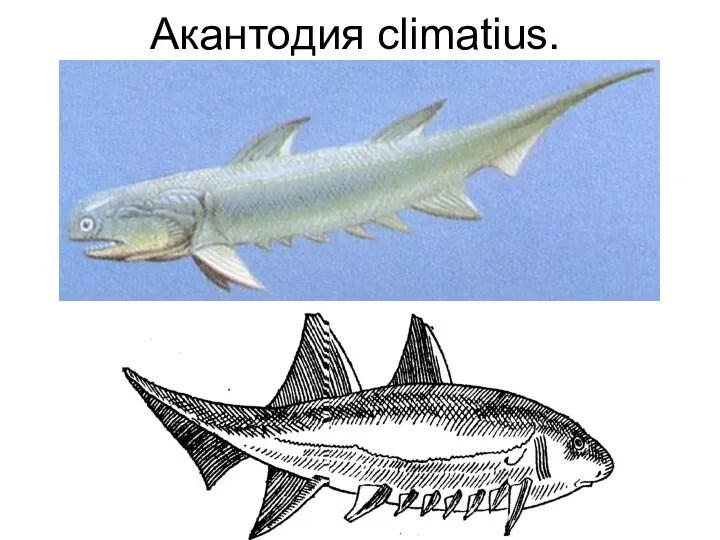 Акантодия climatius.